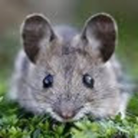 Meet your Posher, Gayle - Picture 1 of 1